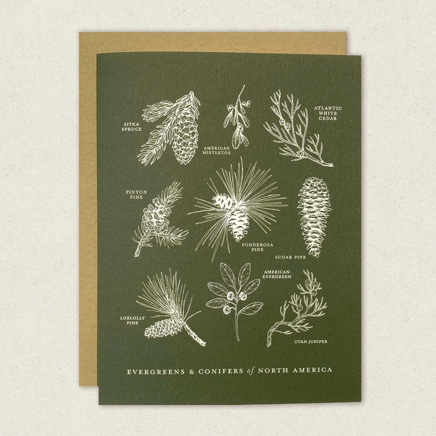 Evergreens and Conifers of North America Greeting Card